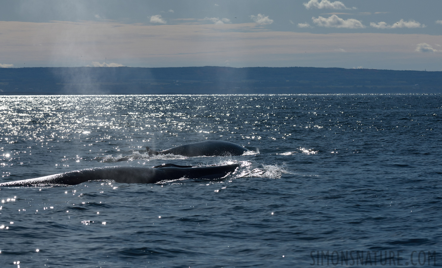 Balaenoptera physalus [200 mm, 1/3200 Sek. bei f / 11, ISO 400]